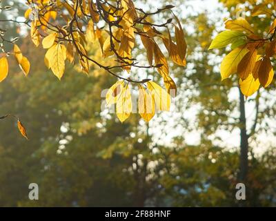 Translucent autumn-coloured leaves, with one leaf falling, lit from behind by golden morning light, against a slightly de-focused background of trees. Stock Photo
