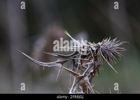 close up of dry and spiky seeds of a weed Stock Photo