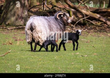 Dülmen, NRW, Germany. 12th Apr, 2021. Happy looking Heidschnucke breed lambs, all between a few days and two weeks old, explore their surroundings, cautiously protected by their mums and the small herd of Heidschnucke sheep, a breed of long-haired moorland sheep from Northern Germany. The herd is kept by forest management at Dülmen wildlife reserve in the Münsterland countryside. Credit: Imageplotter/Ģ����ý Live News Stock Photo