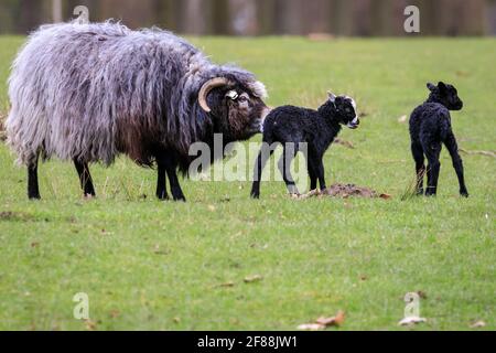 Dülmen, NRW, Germany. 12th Apr, 2021. Happy looking Heidschnucke breed lambs, all between a few days and two weeks old, explore their surroundings, cautiously protected by their mums and the small herd of Heidschnucke sheep, a breed of long-haired moorland sheep from Northern Germany. The herd is kept by forest management at Dülmen wildlife reserve in the Münsterland countryside. Credit: Imageplotter/Ģ����ý Live News Stock Photo