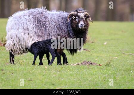 Dülmen, NRW, Germany. 12th Apr, 2021. Happy looking Heidschnucke breed lambs, all between a few days and two weeks old, explore their surroundings, cautiously protected by their mums and the small herd of Heidschnucke sheep, a breed of long-haired moorland sheep from Northern Germany. The herd is kept by forest management at Dülmen wildlife reserve in the Münsterland countryside. Credit: Imageplotter/Ģ����ý Live News Stock Photo