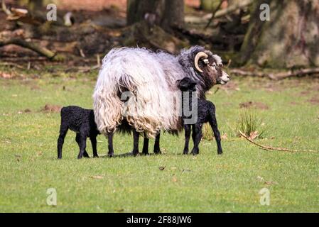 Dülmen, NRW, Germany. 12th Apr, 2021. Happy looking Heidschnucke breed lambs, all between a few days and two weeks old, explore their surroundings, cautiously protected by their mums and the small herd of Heidschnucke sheep, a breed of long-haired moorland sheep from Northern Germany. The herd is kept by forest management at Dülmen wildlife reserve in the Münsterland countryside. Credit: Imageplotter/Ģ����ý Live News Stock Photo