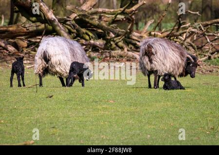 Dülmen, NRW, Germany. 12th Apr, 2021. Happy looking Heidschnucke breed lambs, all between a few days and two weeks old, explore their surroundings, cautiously protected by their mums and the small herd of Heidschnucke sheep, a breed of long-haired moorland sheep from Northern Germany. The herd is kept by forest management at Dülmen wildlife reserve in the Münsterland countryside. Credit: Imageplotter/Ģ����ý Live News Stock Photo