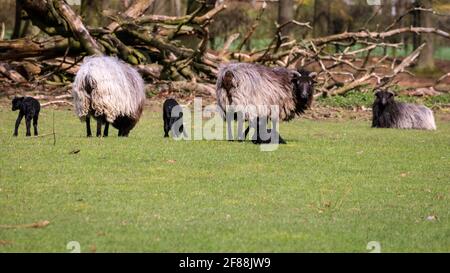 Dülmen, NRW, Germany. 12th Apr, 2021. Happy looking Heidschnucke breed lambs, all between a few days and two weeks old, explore their surroundings, cautiously protected by their mums and the small herd of Heidschnucke sheep, a breed of long-haired moorland sheep from Northern Germany. The herd is kept by forest management at Dülmen wildlife reserve in the Münsterland countryside. Credit: Imageplotter/Ģ����ý Live News Stock Photo