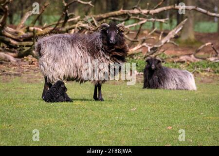 Dülmen, NRW, Germany. 12th Apr, 2021. Happy looking Heidschnucke breed lambs, all between a few days and two weeks old, explore their surroundings, cautiously protected by their mums and the small herd of Heidschnucke sheep, a breed of long-haired moorland sheep from Northern Germany. The herd is kept by forest management at Dülmen wildlife reserve in the Münsterland countryside. Credit: Imageplotter/Ģ����ý Live News Stock Photo
