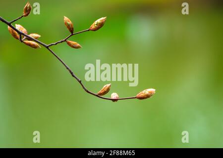 Close-up of buds on tree in spring with green in the background Stock Photo