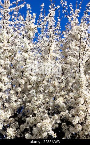 white Spring hawthorn blossom Cambridgeshire Stock Photo