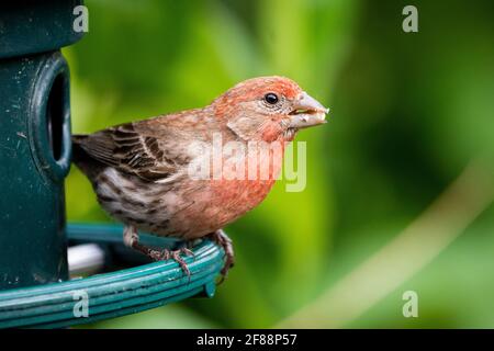 Male house finch perched and eating at a bird feeder Stock Photo