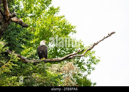 Bald eagle perched high in a tree over a lake in a national park Stock Photo