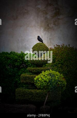 blackbird standing on topiary in courtyard garden France . Stock Photo