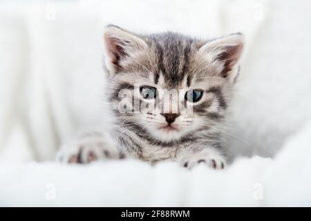 Grey tabby fluffy kitten hiding behind blanket on couch. Playful cat resting on soft white blanket at home alone. Kitten peeks out holding by paws Stock Photo