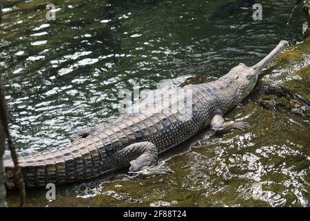 Crocodile bronx zoo hi-res stock photography and images - Alamy