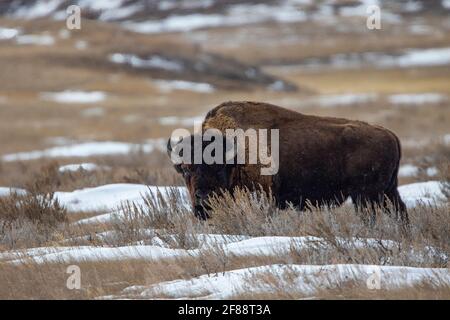 Bison in Grasslands National Park, Saskatchewan, Canada Stock Photo