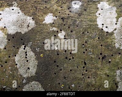 damaged outer bark of a tree by the bark beetle, holes in tree bark caused by insects Stock Photo