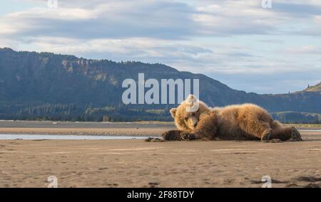 Coastal Brown bear Katmai National Park, Alaska, USA Stock Photo