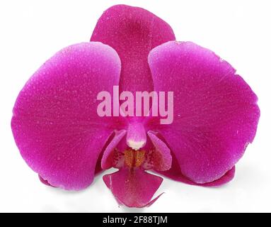 pink orchid blossom isolated on white background Stock Photo