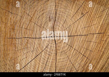 Large circular piece of wood cross section with tree rings texture pattern and cracks, close up Stock Photo