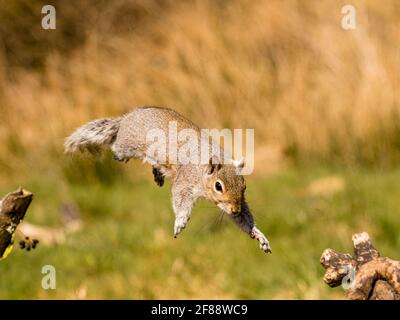 Aberystwyth, Ceredigion, Wales, UK.  11th April, 2021. On a sunny but cold day in spring in mid Wales, a grey squirrel is caught mid leap as it jumps Stock Photo