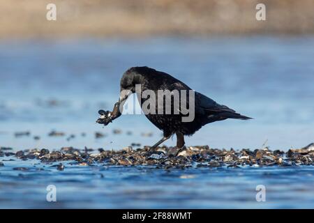 Carrion crow (Corvus corone) eating blue mussels / common mussels (Mytilus edulis) in mussel bed exposed on beach at low tide Stock Photo