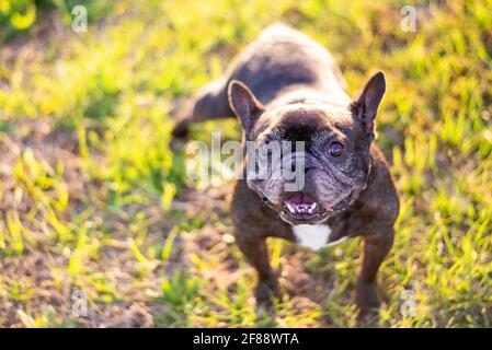 French bulldog, senior dog enjoying a meadow with flowers and playing outside Stock Photo