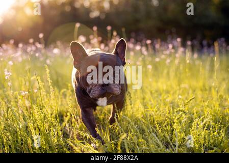 French bulldog, senior dog enjoying a meadow with flowers and playing outside Stock Photo