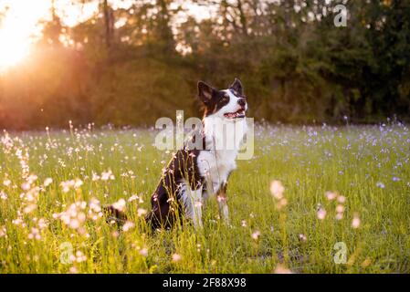 Border collie enjoying a field with purple flowers, portrait of a trained dog Stock Photo