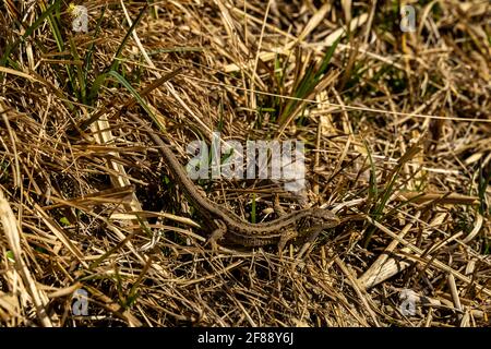 Eidechse in der Wiese im Grossen Walsertal. fast unsichtbar getarnt im dürren Gras der Frühlingswiese wärmt sich die Eidechse im Sonnenlicht. Stock Photo