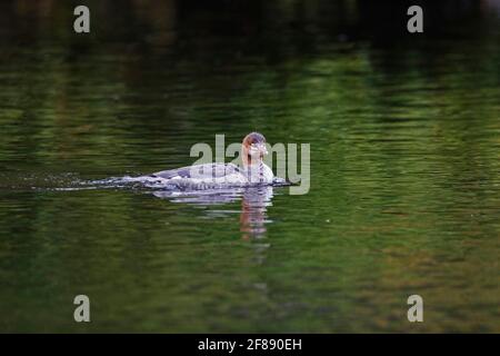 An Alert Common Merganser, Mergus merganser Stock Photo