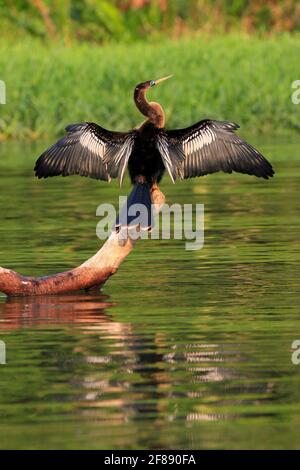 Anhinga bird perched on branch sunning itself reflected in water in Costa Rica Stock Photo