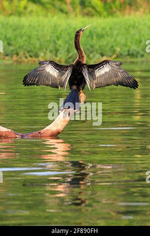 Anhinga bird perched on branch sunning itself reflected in water in Costa Rica Stock Photo