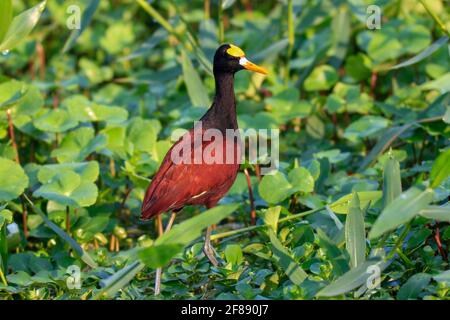 Northern jacana bird standing in field of green foliage in Costa Rica Stock Photo