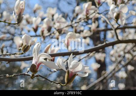 Non Exclusive: KYIV, UKRAINE - APRIL 10, 2021 - Magnolias are in full bloom in Aleksandr Fomin Botanical Garden, Kyiv, capital of Ukraine. Stock Photo