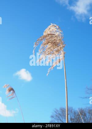 Wind Blowing Reeds Beautiful close up of reeds blowing in the wind in the dunes close to ...