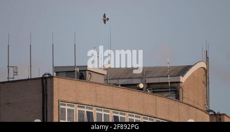 London, UK. 12 April 2021. A male Peregrine Falcon circles the roof of the 14 storey London Borough of Merton Civic Centre where a pair of the large birds of prey have nested every year since 2015. Credit: Malcolm Park/Alamy Live News Stock Photo