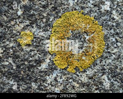 Close-up of  round lichen Stock Photo