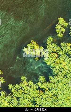 The concept of pollution of the water surface of the earth, green algae gradually cover the surface of the blooming water. Vertical image, copy space. Stock Photo