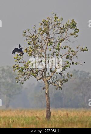 Greater Spotted Eagle (Aquila clanga) sub-adult landing in a tree in paddyfield Ang Trapaeng Thmor, Cambodia           January Stock Photo