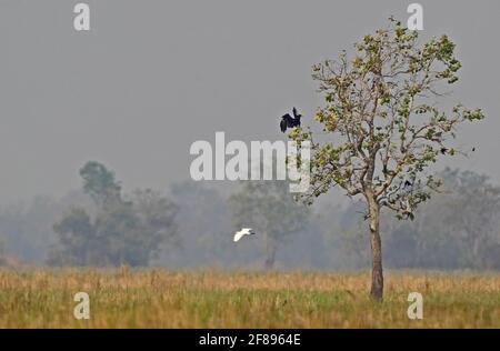 Greater Spotted Eagle (Aquila clanga) view over paddyfields with eagle landing in tree and egret flying past Ang Trapaeng Thmor, Cambodia           Ja Stock Photo