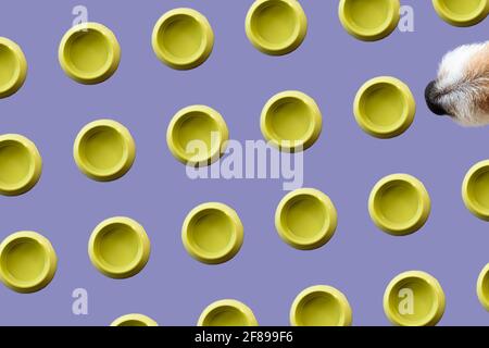 Minimalist concept of dog feeding with geometric pattern made of canine bowls Stock Photo