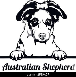 Australian Shepherd Peeking Dog - head isolated on white
