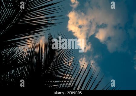 Silhouette of coconut leaves with evening orange colored cloudy blue sky with copy space. Stock Photo