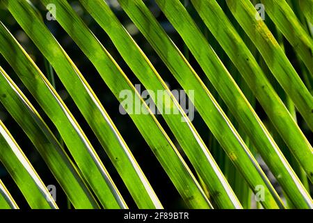 Green coconut leaves background patterns in full frame. Stock Photo