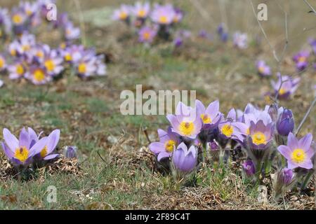 greater pasque flower (Pulsatilla grandis) on spring horse pasture Stock Photo