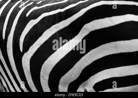 A close-up on the stripes of a zebra. Stock Photo