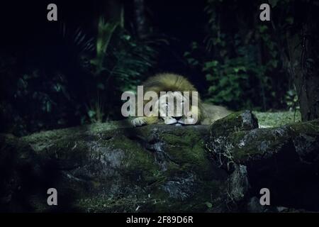 One lion sleeping over a rock. Stock Photo