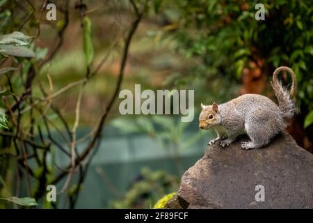 Issaquah, Washington, USA. Western Grey Squirrel standing on a log.  Also known as a Banner-tail, California Grey Squirrel, Oregon Gray Squirrel and S Stock Photo