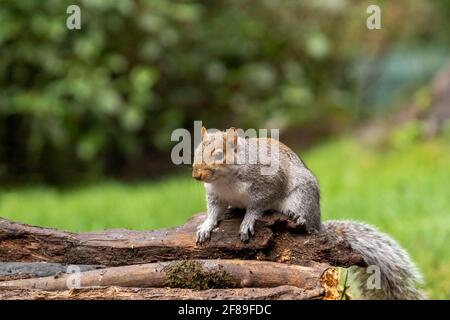 Issaquah, Washington, USA. Western Grey Squirrel standing on a log.  Also known as a Banner-tail, California Grey Squirrel, Oregon Gray Squirrel and S Stock Photo