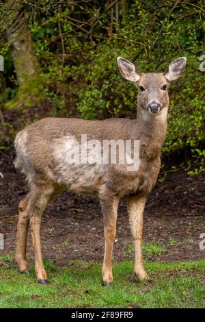 Issaquah, Washington, USA. Black-tailed female doe deer with mange
