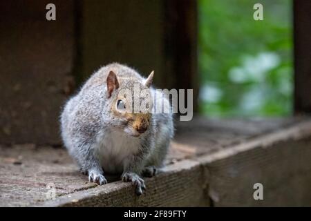 Issaquah, Washington, USA. Western Grey Squirrel with a dirty face from burying nuts, on a wooden deck.  This mother squirrel has plucked her tail to Stock Photo