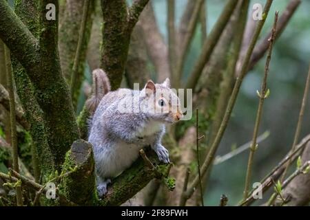 Issaquah, Washington, USA. Western Grey Squirrel perched in a shrub.  Also known as a Banner-tail, California Grey Squirrel, Oregon Gray Squirrel and Stock Photo